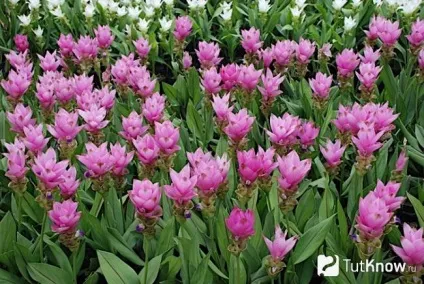 Куркума вирощування рослини в домашніх умовах (куркума в домашніх умовах) Куркума вирощування рослини в домашніх умовах