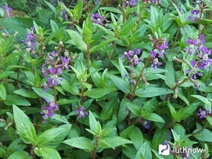 Куфея посадка і догляд у відкритому грунті і домашніх умовах