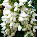 Лікування кісти підшлункової залози народними засобами (кісти) Лікування кісти підшлункової залози народними засобами
