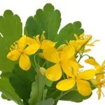 Лікування кісти підшлункової залози народними засобами (підшлункової) Лікування кісти підшлункової залози народними засобами