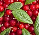 Лікування циститу народними методами (лікування) Лікування циститу народними методами