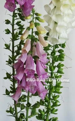 Лікарська рослина наперстянка (дигіталіс, digitalis) (лікування) Лікарська рослина наперстянка (дигіталіс, digitalis)
