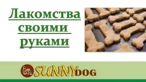 Ласощі для собак своїми руками - прості і смачні рецепти! (Руками) Ласощі для собак своїми руками - прості і смачні рецепти!