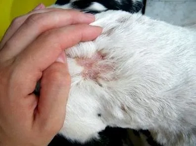 Лікування коростяний кліщ у кішок (кліща) Лікування коростяний кліщ у кішок