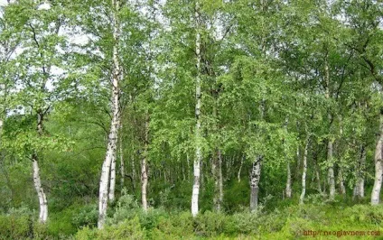 Лікування березою, здорове життя (рецепти) Лікування березою, здорове життя