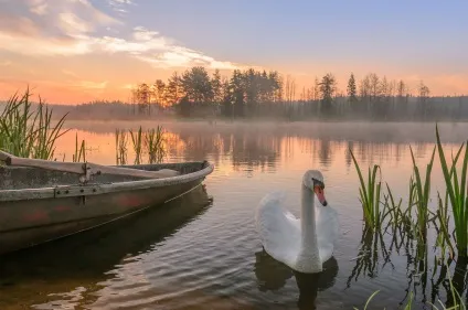 Лебеді фото лебедів