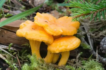 Лікування грибами лисичками в домашніх умовах (домашніх) Лікування грибами лисичками в домашніх умовах