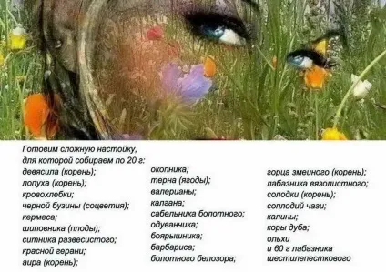 Лікування фіброаденоми в народній медицині, столітник (лікування фіброаденоми молочної залози) Лікування фіброаденоми в народній медицині, столітник