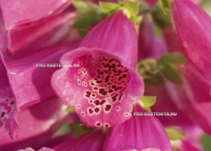 Лікарська рослина наперстянка (дигіталіс, digitalis) (рослина) Лікарська рослина наперстянка (дигіталіс, digitalis)