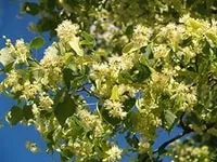 Липа, лікування липою (Кип'ятити п'ять десять зцідити) Липа, лікування липою