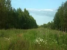лісові квіти