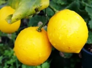 Лимон підвищує або знижує тиск відповіді (знижує) Лимон підвищує або знижує тиск відповіді