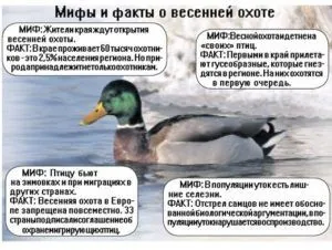 Ліцензія на полювання на качок ціна, де отримати (отримати) Ліцензія на полювання на качок ціна, де отримати