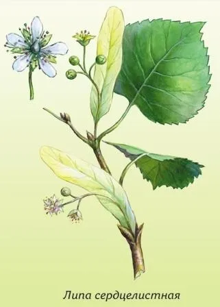 Липа, лікування липою (Кип'ятити п'ять десять зцідити) Липа, лікування липою