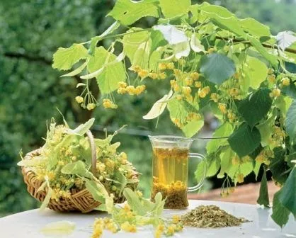 Липа, лікування липою (двох трьох день) Липа, лікування липою