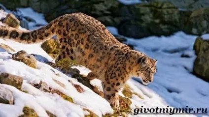 леопард тварина