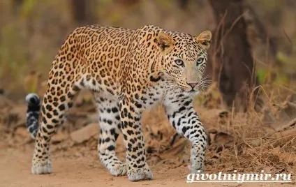 леопард тварина