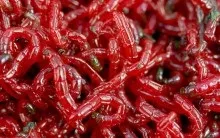 Кращі наживки і приманки для лову карася - на які снасті і насадки ловити, чому не клює, (карася) Кращі наживки і приманки для лову карася - на які снасті і насадки ловити, чому не клює,