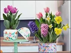 Цибулинні вигонка в будинку
