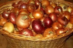 Лук вирощування і догляд своїми руками (руками) Лук вирощування і догляд своїми руками