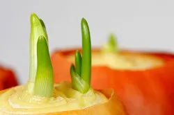 Лук вирощування і догляд своїми руками (вирощування) Лук вирощування і догляд своїми руками