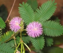 Улюблені квіти іспанії