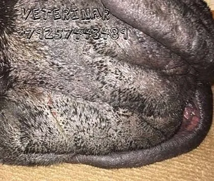 Malassezia - ветеринар для бульмастифа, виклик ветлікаря на будинок (астма) Malassezia - ветеринар для бульмастифа, виклик ветлікаря на будинок