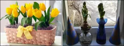 Цибулинні вигонка в будинку