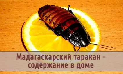 Мадагаскарський тарган - вміст у домашніх умовах (домашніх) Мадагаскарський тарган - вміст у домашніх умовах