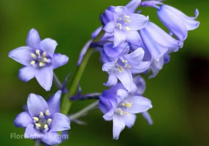 Улюблені квіти іспанії