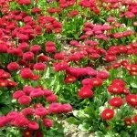 Маргаритки посадка і догляд у відкритому грунті, фото композицій (відкритому) Маргаритки посадка і догляд у відкритому грунті, фото композицій