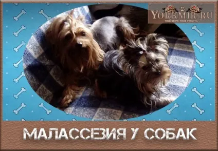 Малассеза у собак, грибок, симптоми, лікування (лікування) Малассеза у собак, грибок, симптоми, лікування
