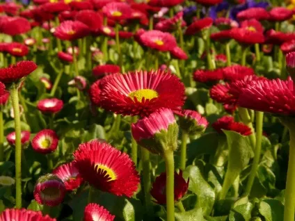 Маргаритки посадка і догляд у відкритому грунті, фото композицій (догляд) Маргаритки посадка і догляд у відкритому грунті, фото композицій