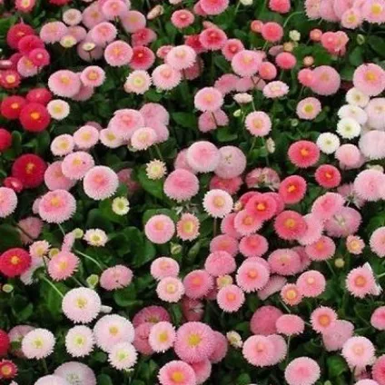 Маргаритки посадка і догляд у відкритому грунті, фото композицій (догляд) Маргаритки посадка і догляд у відкритому грунті, фото композицій