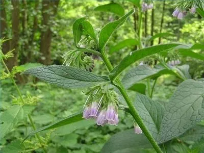 Масло від розтяжок benars відгуки (розтяжок) Масло від розтяжок benars відгуки