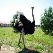 Скільки важить яйце страуса і як часто лунають птиці (несуться) Скільки важить яйце страуса і як часто лунають птиці