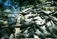 З якими країнами межує індію (якими) З якими країнами межує індію