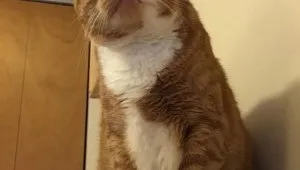 Смішні коти в коробках