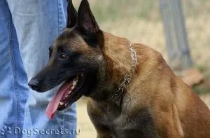 Сліпа як щеня, наші кішки і собаки (собаки) Сліпа як щеня, наші кішки і собаки