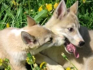 Сліпа як щеня, наші кішки і собаки (тисяч рублів розмірі) Сліпа як щеня, наші кішки і собаки