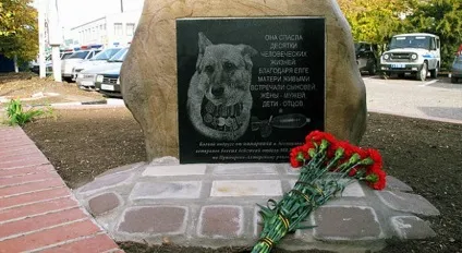 службові собаки