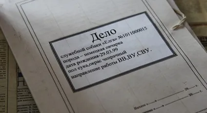 службові собаки