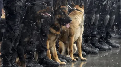 службові собаки