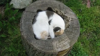 Смішні коти в коробках
