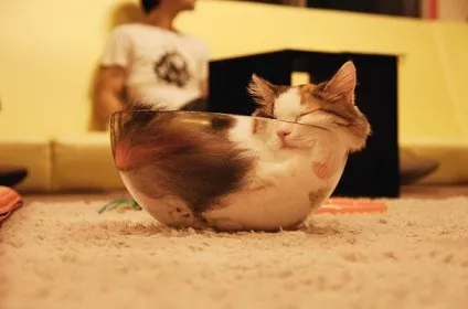 Смішні коти в коробках
