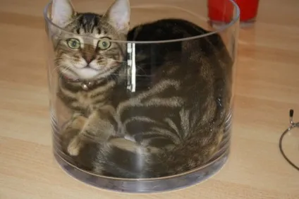 Смішні коти в коробках
