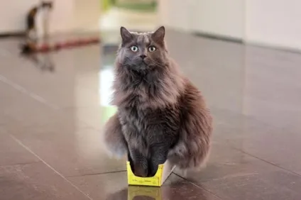 Смішні коти в коробках