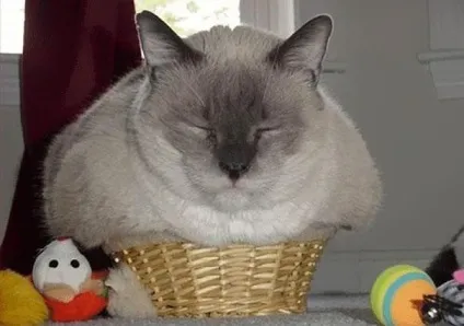 Смішні коти в коробках
