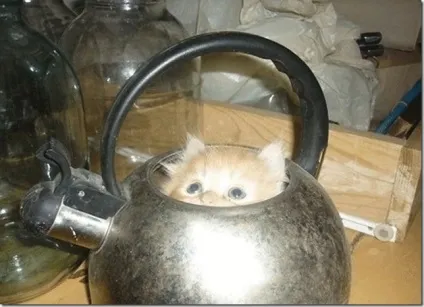 Смішні коти в коробках