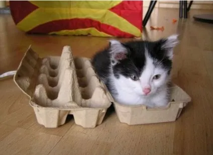 Смішні коти в коробках